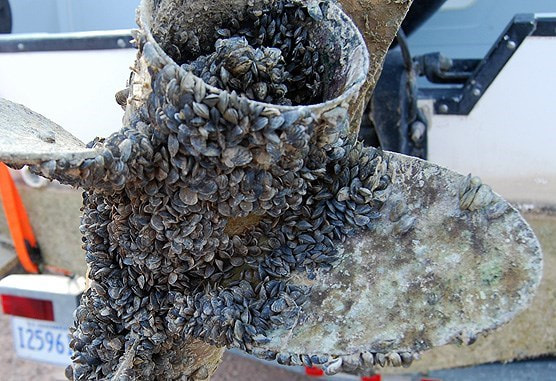 Early Detectors: A Summer of Mussel Monitoring - Invasive Species Council  of British Columbia